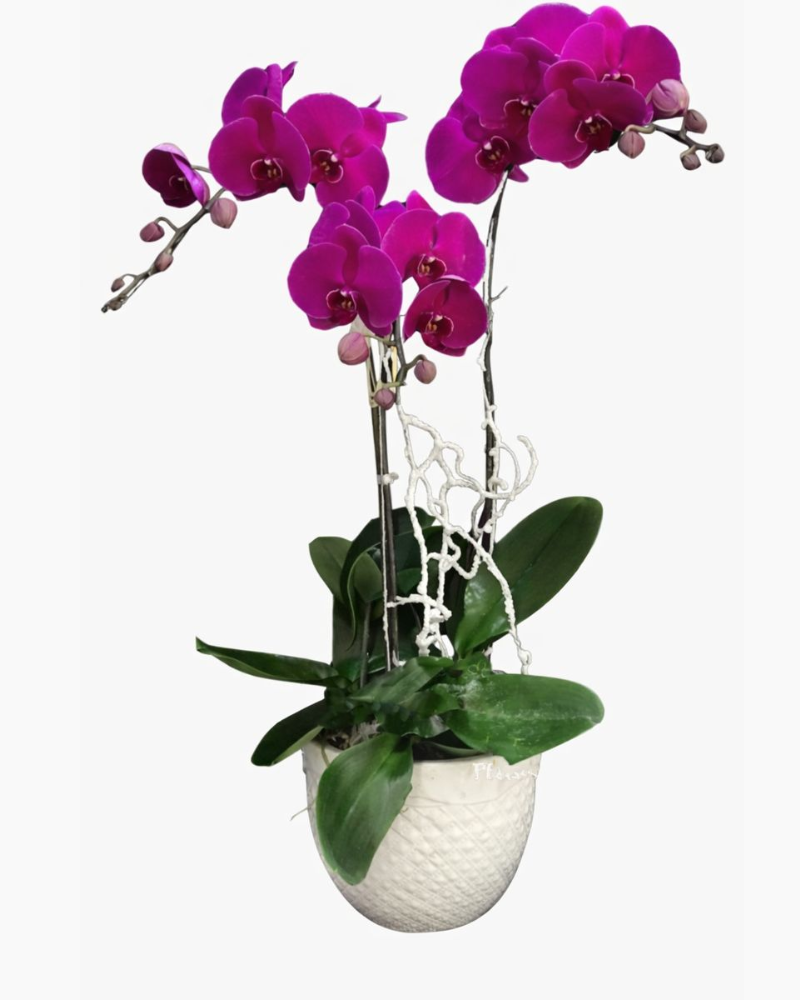  Chậu Hoa Lan Hồ Điệp Tím May Mắn - LHĐ43 