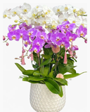  Chậu Lan Hồ Điệp Phúc An  - LHĐ150 