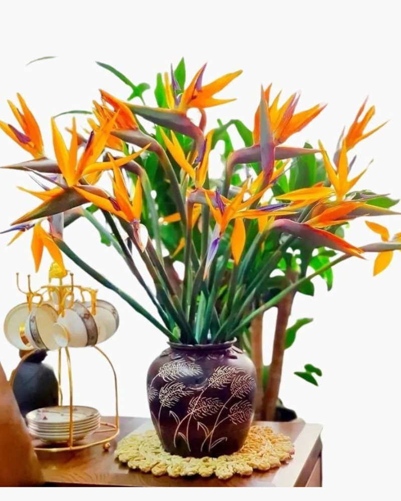  Hoa Thiên Điểu - Hoa Tươi Cắt Cành 