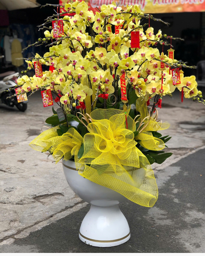  Chậu Lan Hồ Điệp Trường Phát - LHĐ170 