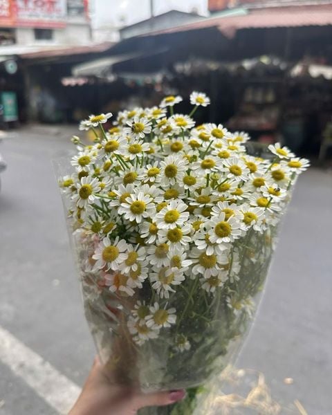 Mẫu Hoa Cúc: Hoa Cúc Tana - HCC01