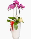  Chậu Lan Hồ Điệp Đại Phát  - LHĐ192 