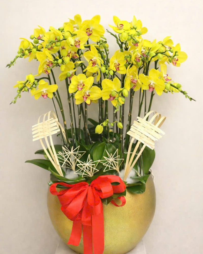  Chậu Lan Hồ Điệp Trường Thịnh   - LHĐ173 