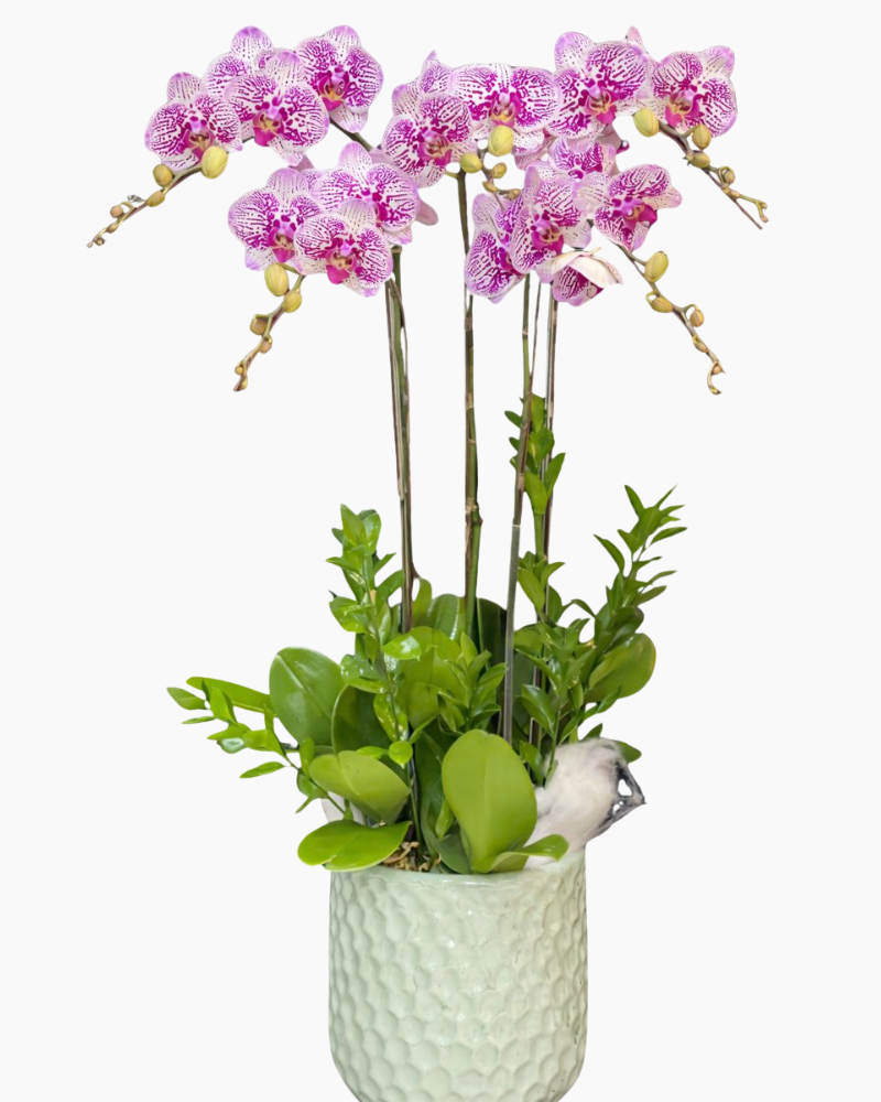  Chậu Lan Hồ Điệp Tân Niên - LHĐ147 