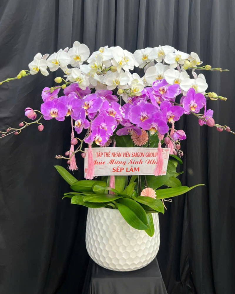  Chậu Lan Hồ Điệp Phúc An  - LHĐ150 