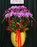  Chậu Lan Hồ Điệp Phồn Vinh - LHĐ190 