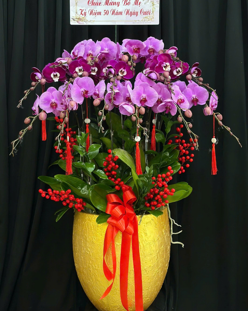  Chậu Lan Hồ Điệp Phồn Vinh - LHĐ190 