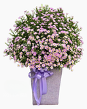  Hộp Hoa Thạch Thảo  - HH117 