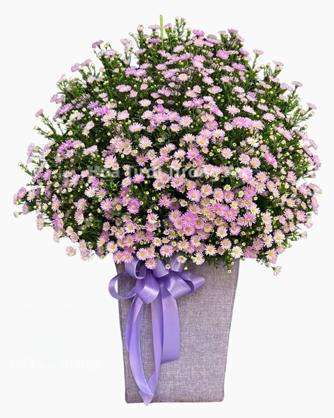 Hoa Tặng Mẹ 8/3 Đẹp, Ý Nghĩa Nhất Nhân Ngày Quốc Tế Phụ Nữ: Hộp Hoa Thạch Thảo - HH117