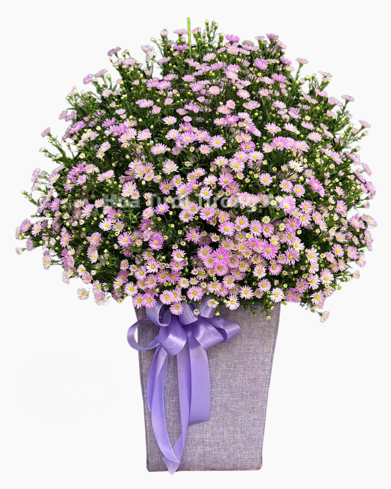  Hộp Hoa Thạch Thảo  - HH117 