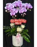  Chậu Lan Thủy Chung - LHĐ128 