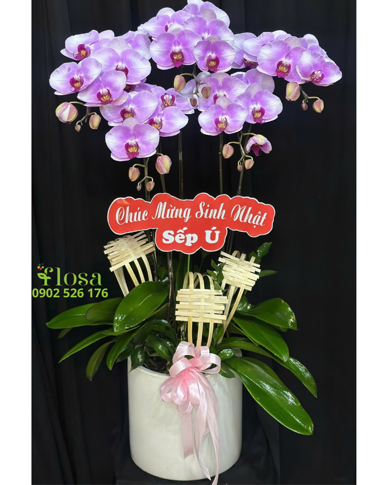  Chậu Lan Thủy Chung - LHĐ128 