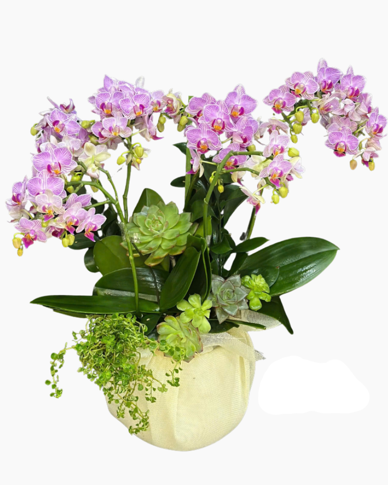  Chậu Lan Kiều Diễm-LHĐ119 