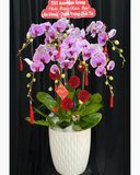  Chậu Lan Hồ Điệp Như Ý - LHĐ179 