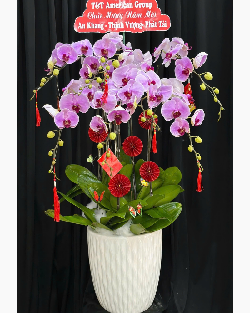  Chậu Lan Hồ Điệp Như Ý - LHĐ179 