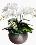  Chậu Hoa Lan Hồ Điệp Thơ Ngây - LHĐ08 