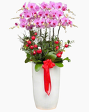  Lan Phú Quý Đón Xuân  - LHĐ135 