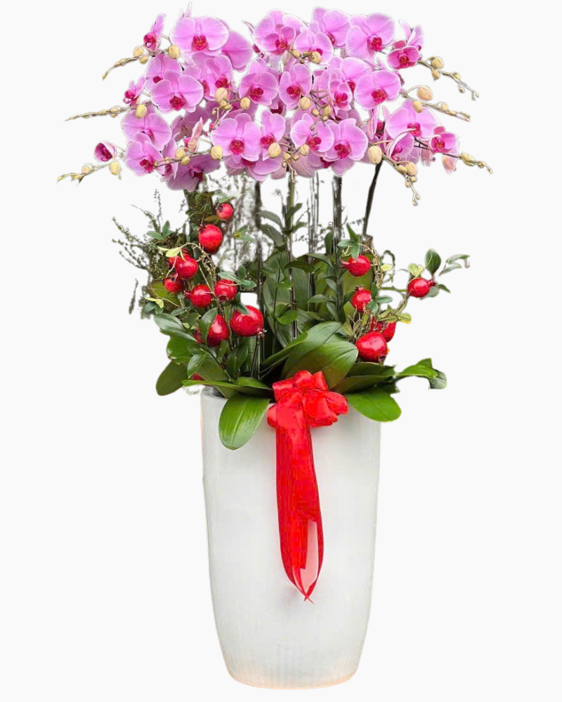  Lan Phú Quý Đón Xuân  - LHĐ135 