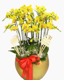  Chậu Lan Hồ Điệp Trường Thịnh   - LHĐ173 