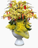  Chậu Lan Hồ Điệp Trường Phát - LHĐ170 