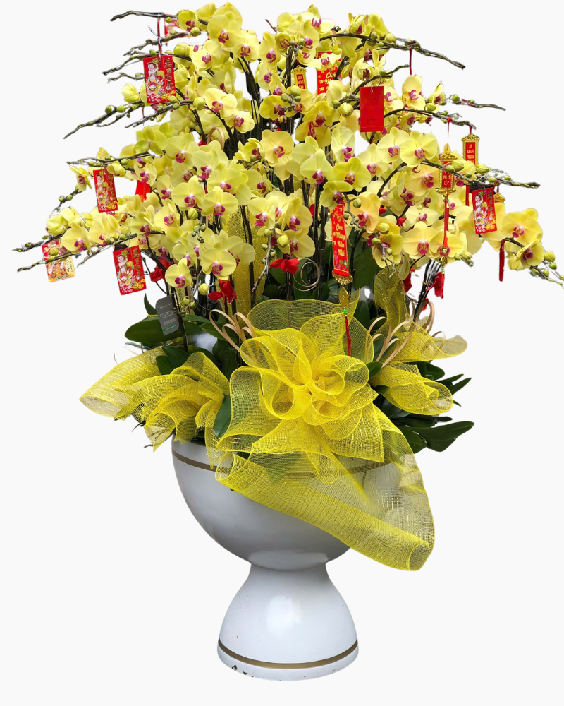  Chậu Lan Hồ Điệp Trường Phát - LHĐ170 