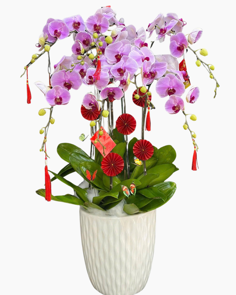  Chậu Lan Hồ Điệp Như Ý - LHĐ179 