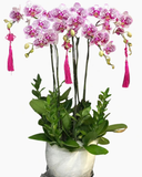  Chậu Lan Hồ Điệp Cát Khánh- LHĐ149 