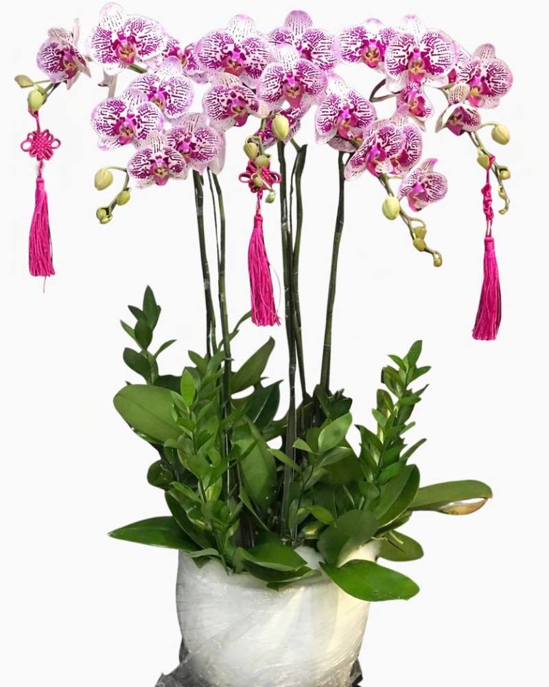  Chậu Lan Hồ Điệp Cát Khánh- LHĐ149 