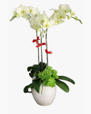  Chậu Hoa Lan Hồ Điệp Xanh Bơ - LHĐ42 
