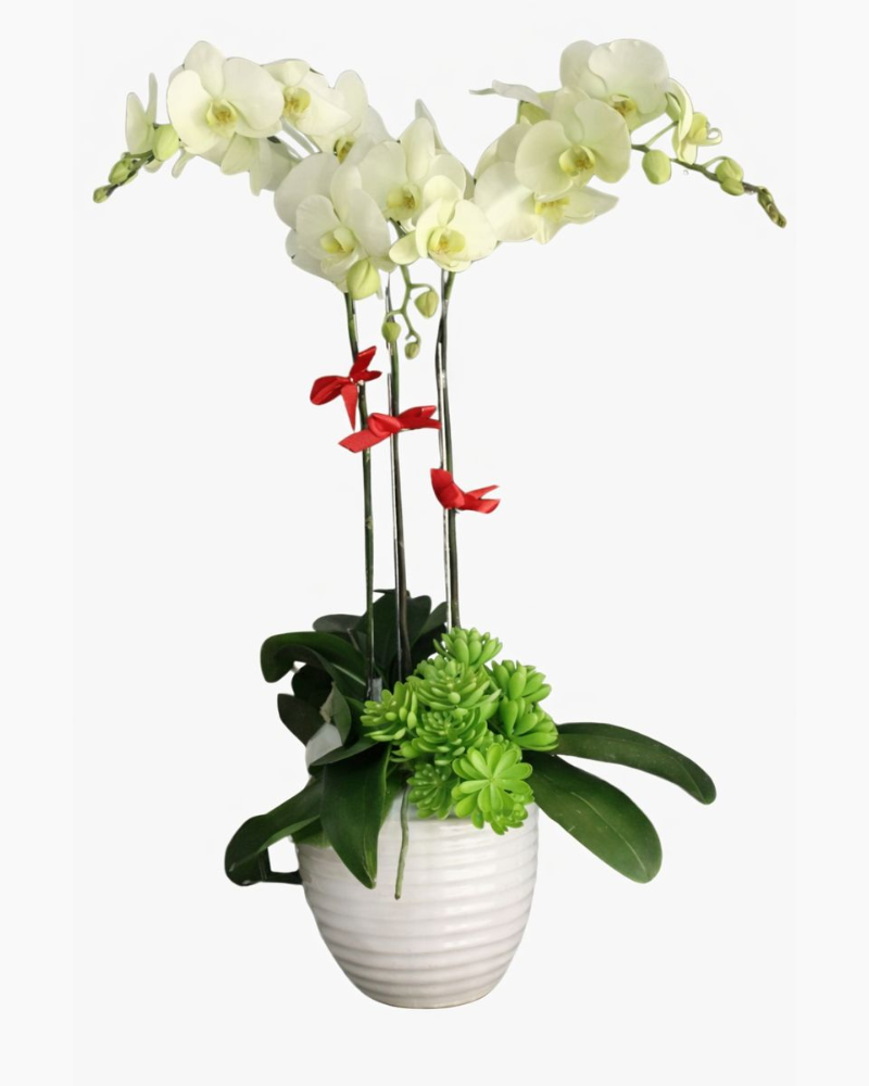  Chậu Hoa Lan Hồ Điệp Xanh Bơ - LHĐ42 