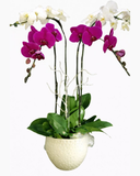  Chậu Lan Hồ Điệp Break Of Dawn - LHĐ16 - Flosa 