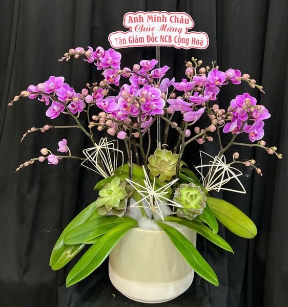 Chậu Hoa Lan: Chậu Lan Hồ Điệp Cô Nương - LHĐ206