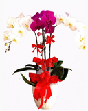  Chậu Hoa Lan Hồ Điệp Best Year - LHĐ14 - Flosa 