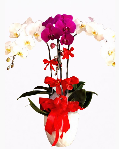 Chậu Hoa Lan: Chậu Hoa Lan Hồ Điệp Best Year - LHĐ14 - Flosa