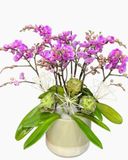  Chậu Lan Hồ Điệp Cô Nương - LHĐ206 