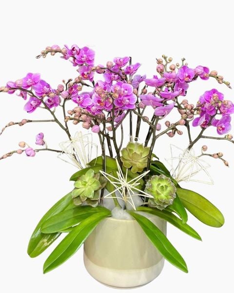 Chậu Hoa Lan: Chậu Lan Hồ Điệp Cô Nương - LHĐ206