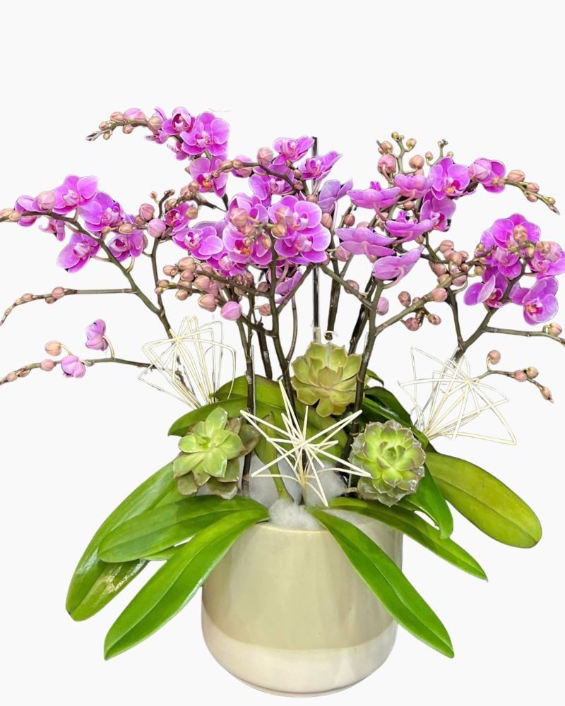  Chậu Lan Hồ Điệp Cô Nương - LHĐ206 