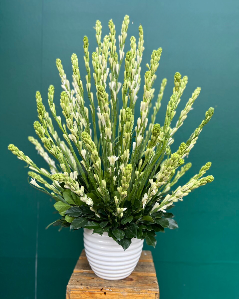  Bình Hoa Tươi Hoa Huệ Trắng - HCB64 