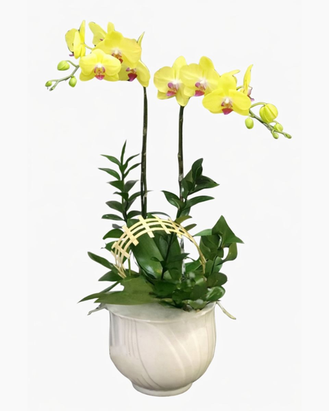 Chậu Hoa Lan: Chậu Hoa Lan Hồ Điệp Vàng - LHĐ40