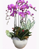  Chậu Hoa Lan Hồ Điệp - LHĐ03 - Flosa 