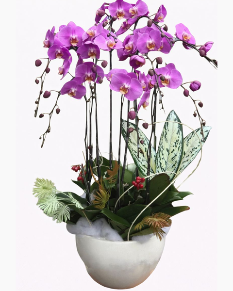 Chậu Hoa Lan: Chậu Hoa Lan Hồ Điệp - LHĐ03