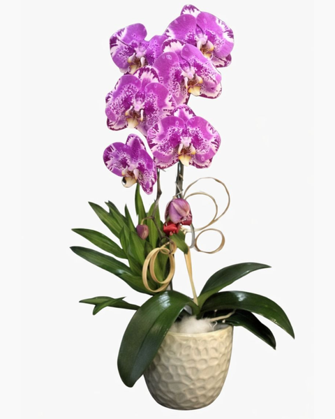 : Chậu Lan Hồ Điệp Tím Đột Biến - LHĐ35