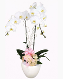  Chậu Hoa Lan Hồ Điệp Trắng - LHĐ05 