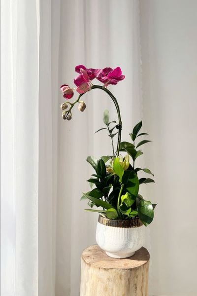 Chậu Hoa Lan Hồ Điệp Mini Nhiều Cành Đẹp, Giá Rẻ: Chậu Lan Hồ Điệp Hồng Diễm An Nhiên - LHD234
