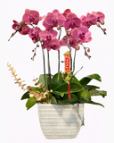  Chậu Hoa Lan Hồ Điệp Cánh Bướm 5 Cành - LHĐ110 