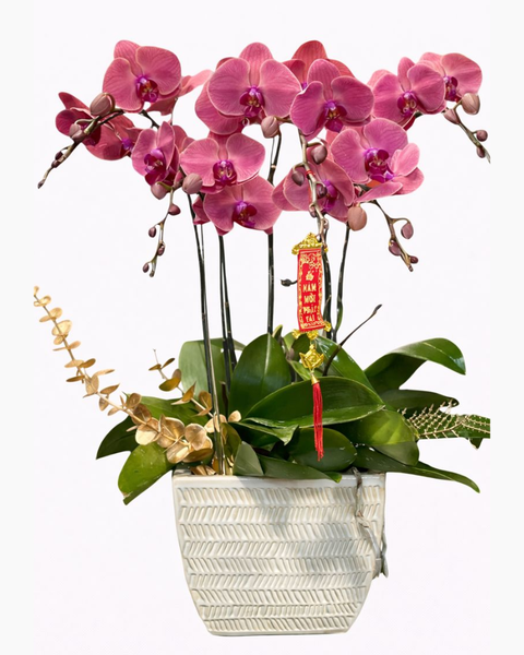 Chậu Hoa Lan Hồ Điệp 5 Cành Đẹp Sang Trọng, Giá Tốt: Chậu Hoa Lan Hồ Điệp Cánh Bướm 5 Cành - LHĐ110