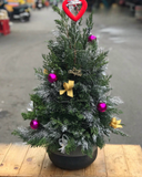  Cây Thông Noel Balsam - HGS02 - Hoa Noel 