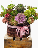  Giỏ Hoa Sen Đá - HG61 