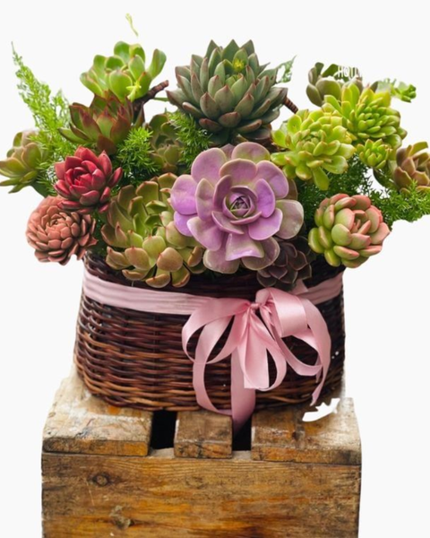 Giỏ Hoa Khai Trương để bàn đẹp: Giỏ Hoa Sen Đá - HG61