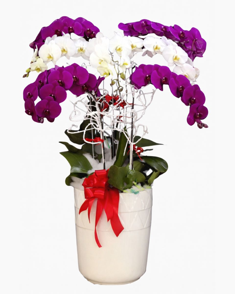  Chậu Hoa Lan Hồ Điệp - LHĐ33 